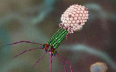 Virut diệt khuẩn - “Thuốc kháng sinh” của thế kỷ 21
